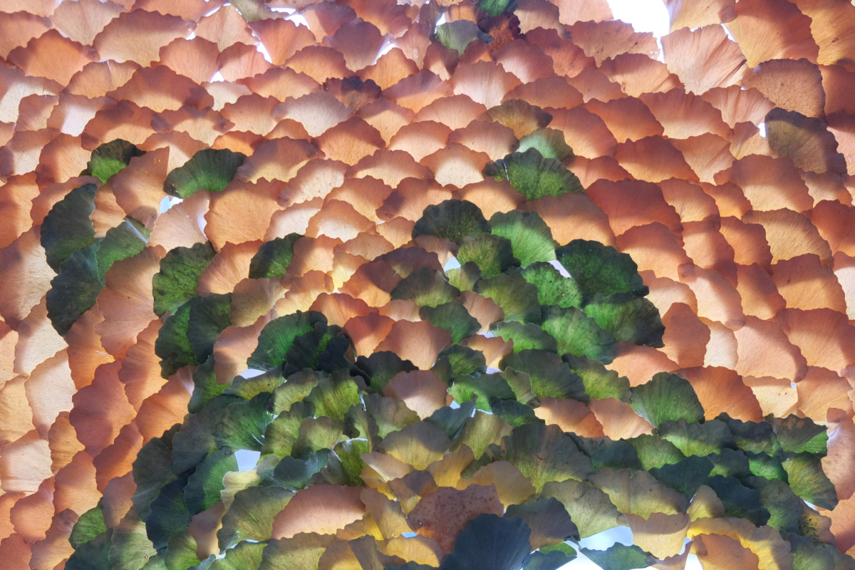 Tempeltrepassasjen – Tina Kryhlmann